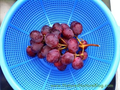 IMG_1687 how to wash grapes