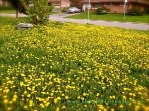 dandelion greens and flower recipes