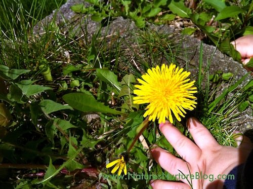 forgaing for dandelions