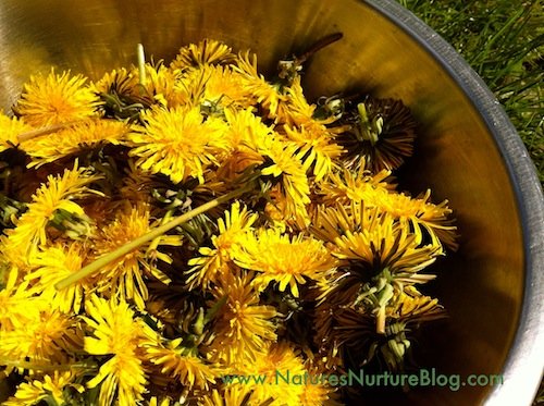 forgaing for dandelions