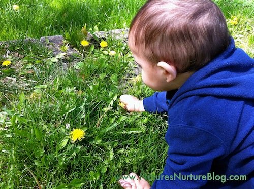 forgaing for dandelions