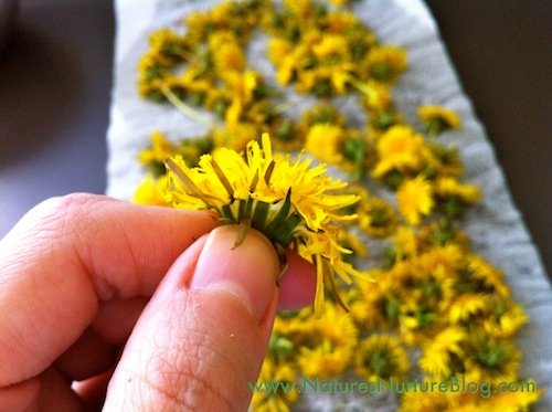 forgaing for dandelions