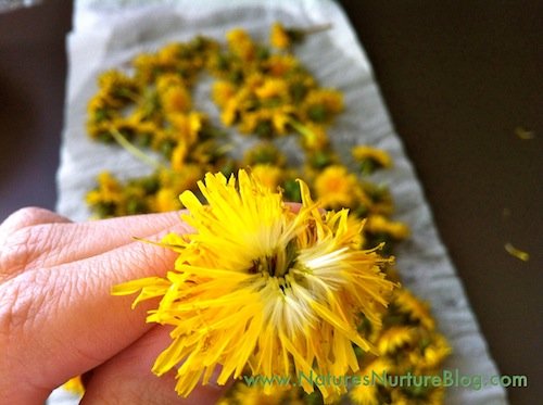 forgaing for dandelions