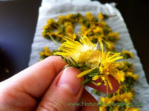 forgaing for dandelions