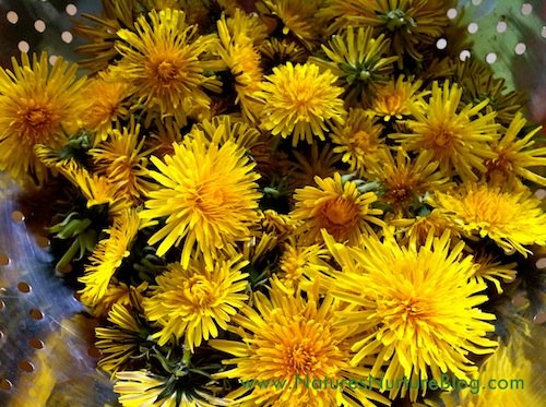 IMG_2570 Dandelion flowers are steeped overnight, then sweetened with cane sugar and raw honey, and simmered until thickened into a sweet dandelion syrup. Perfect for waffles and pancakes!