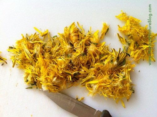 IMG_2572 Dandelion flowers are steeped overnight, then sweetened with cane sugar and raw honey, and simmered until thickened into a sweet dandelion syrup. Perfect for waffles and pancakes!