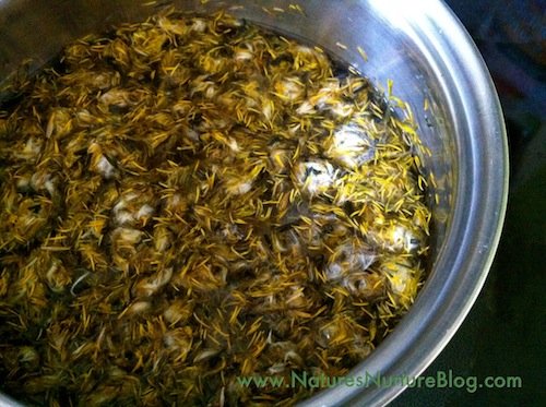 IMG_2575 Dandelion flowers are steeped overnight, then sweetened with cane sugar and raw honey, and simmered until thickened into a sweet dandelion syrup. Perfect for waffles and pancakes!