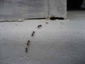 Natural Ways to Keep Pests Out