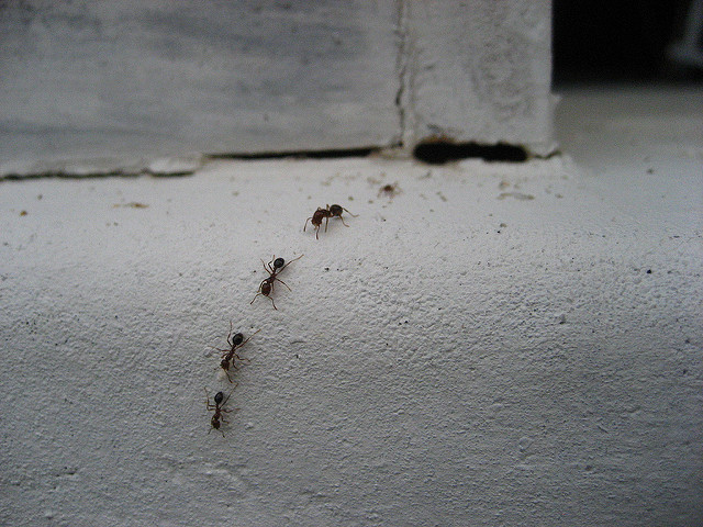 Natural Ways to Keep Pests Out