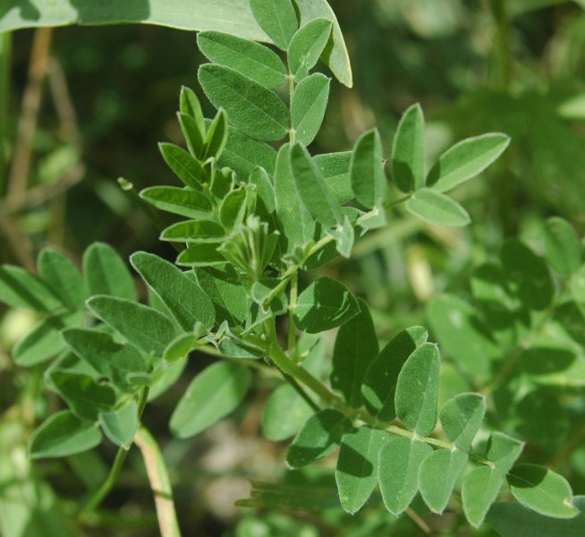 Astragalus Membranaceus - Adaptogenic Herbs for Stress, Energy, and Better Sleep