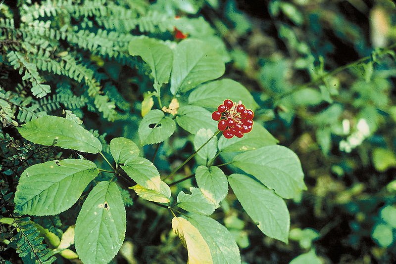Panax Ginseng - Adaptogenic Herbs for Stress, Energy, and Better Sleep