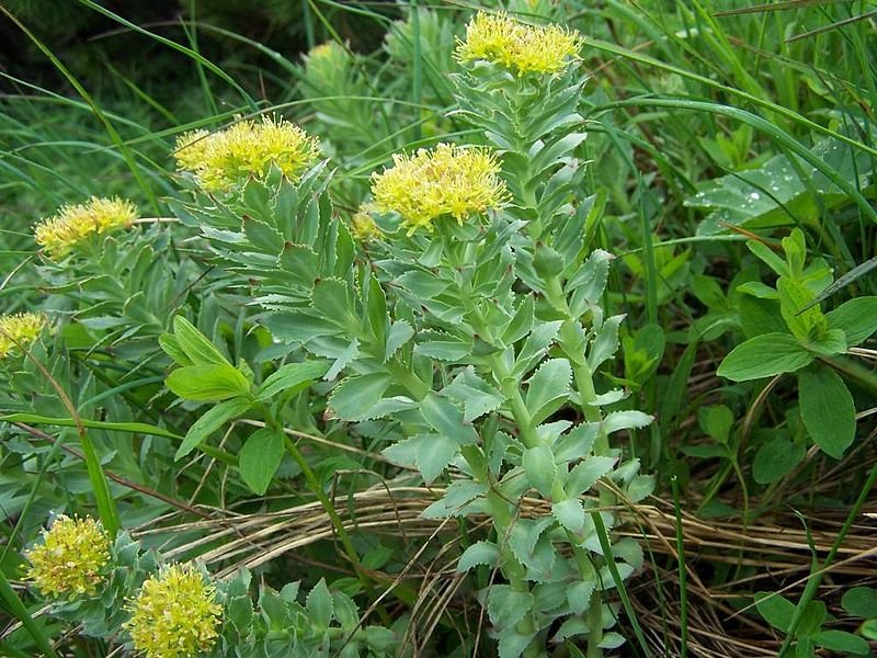 Rhodiola Rosea (source)