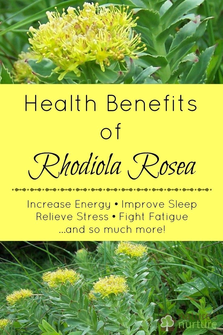 The health benefits of Rhodiola rosea can increase energy, improve sleep, relieve stress, and so much more! Find out what else this amazing adaptogenic herb can do for your overall health!