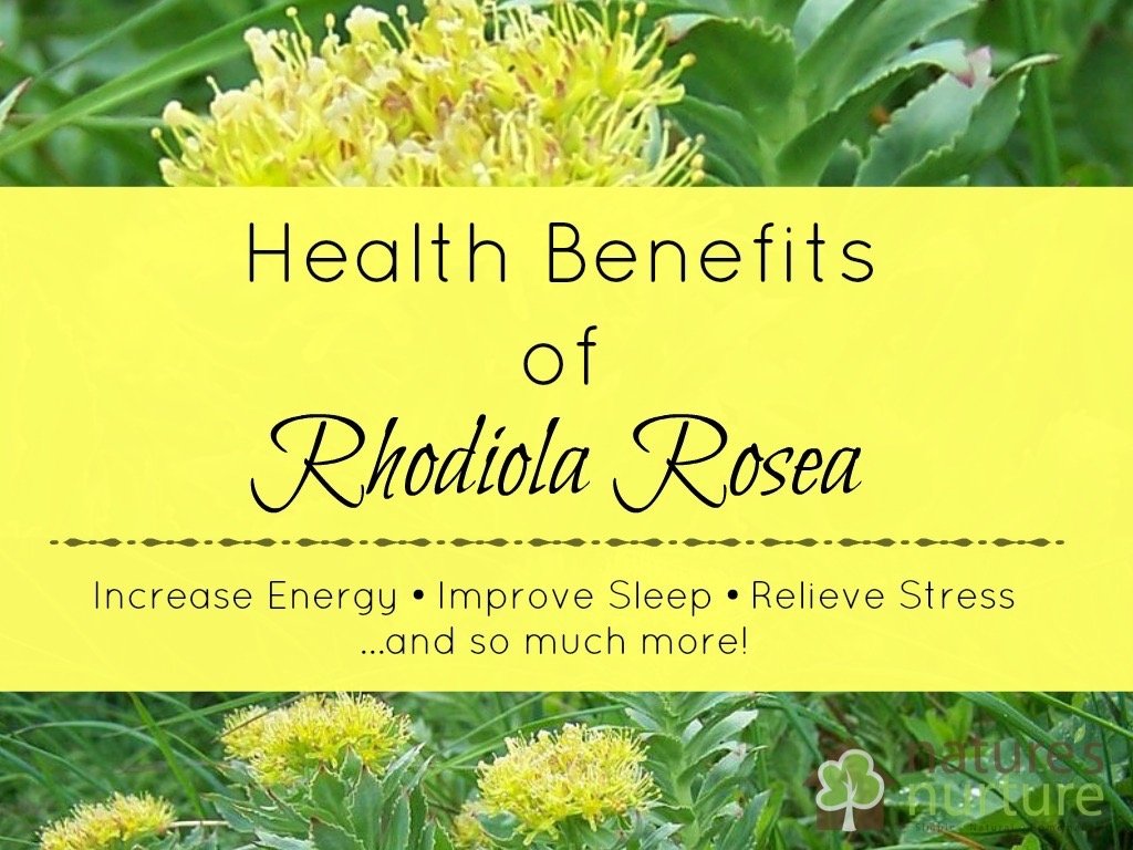 The health benefits of Rhodiola rosea can increase energy, improve sleep, relieve stress, and so much more! Find out what else this amazing adaptogenic herb can do for your overall health!