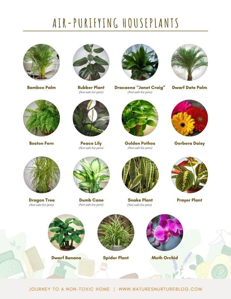 air purifying houseplants